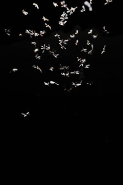 flock of birds flying on black background