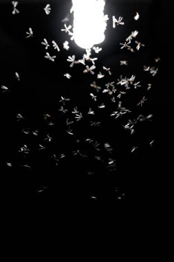 Bir grup güvercin gece uçuyor.