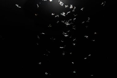 Siyah arkaplanda beyaz tüyler