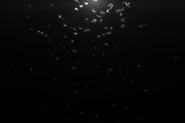 many small white ants in a dark background