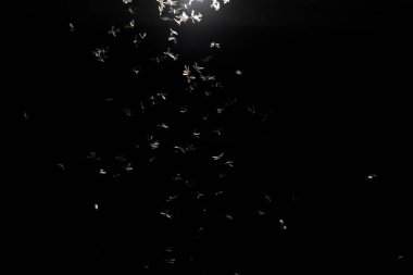 a flying spider in night sky with a black background