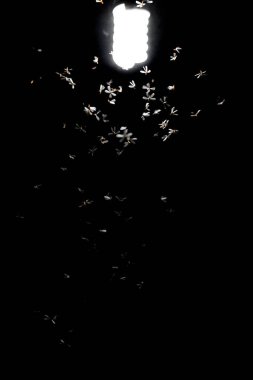 Bokeh efektli soyut arkaplan