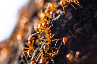 Ağaçtaki karıncalar