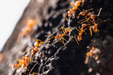 doğa içinde karıncalar.