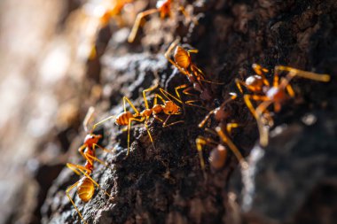 Ağaçtaki karıncalar