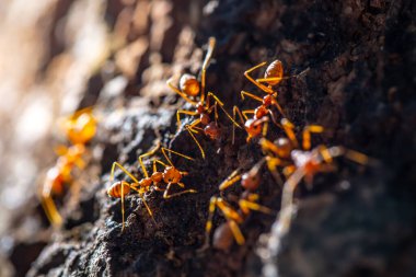 close - up of a group of ants