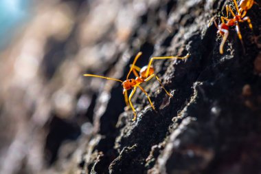 a macro shot of a small orange ants