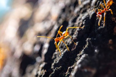 close - up of a red ant on a branch