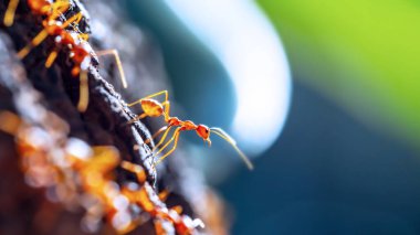 Yakın çekim - yeşil yapraklı karıncaların fotoğrafı