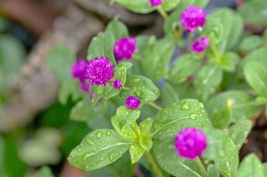 purple and pink flowers of water drops on a green leaf.