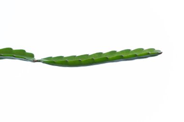 Beyaz arkaplanda yeşil yaprak