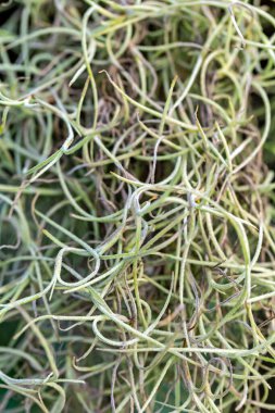 Taze taze soğan yakın çekim.