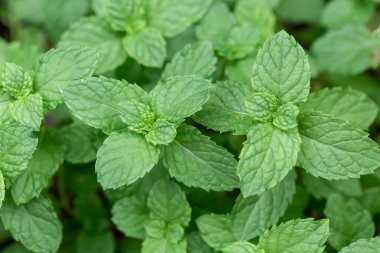 Bahçede taze nane yaprakları