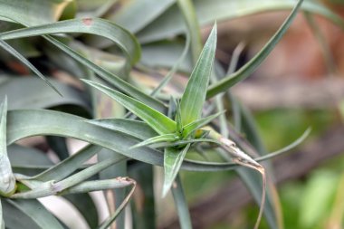 close - up view of green aloe leaves
