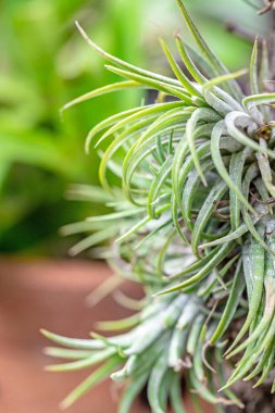 close - up of green plant in the garden