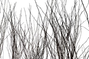 Beyaz arkaplanda izole edilmiş siyah ağaç dalları