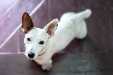 Köpek cinsi Russell Terrier köpeği.