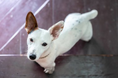 Şirin köpek Jack Russell Terrier..