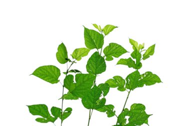 Beyaz arkaplanda suluboya yeşil yapraklar, el çizimi