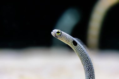 Bir yılana yaklaş.