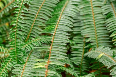 Eğreltiotunun yeşil yapraklarını kapat
