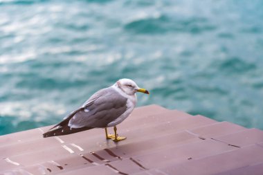 Bir martı limandaki ahşap iskelede duruyor..