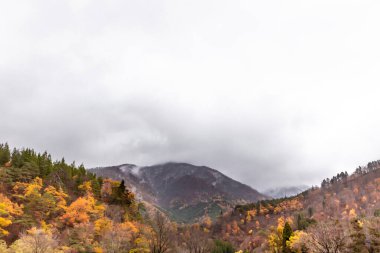 Japonya'da sonbahar orman