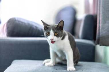 koltukta oturan kedi