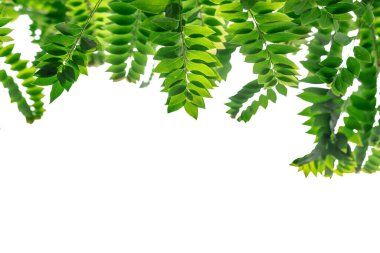 Beyaz Arkaplanda Eğreltiotu Yaprakları