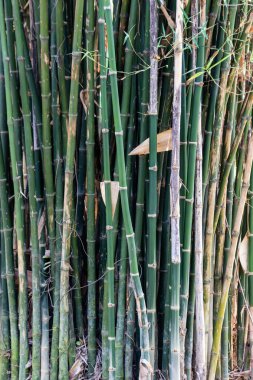 Bahçede bambu arka planı