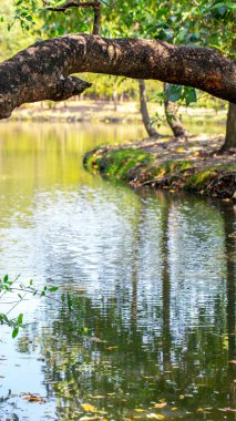 Güzel göl manzarası