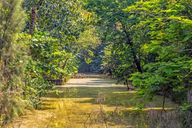 Arka planda bir ağaç ve göleti olan güzel bir park manzarası.