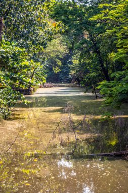Ağaçlar ve ormanlarla dolu güzel bir manzara.