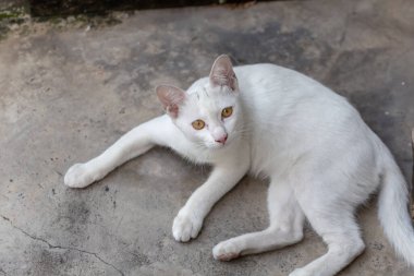 Kedi yerde yatıyor.