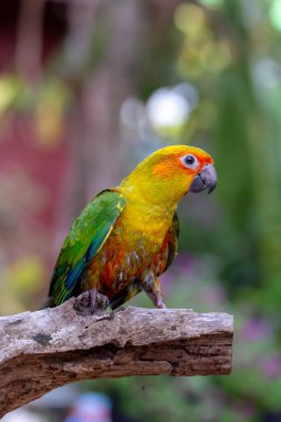 Kosta Rika 'daki parktaki bir ağaçta güzel bir papağanın resmini çek..