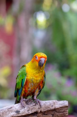 Sarı papağan ağaç dalında oturuyor.