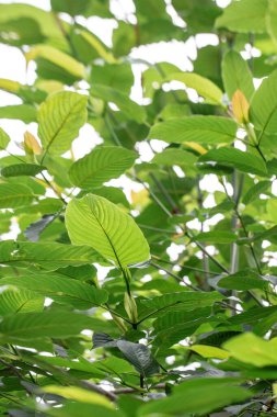 Bahçede yeşil yapraklar