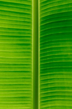 Muz yapraklarını kapat