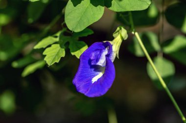 Bahçedeki güzel çiçekler