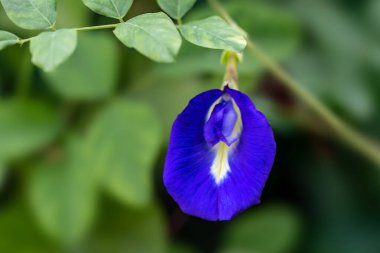 Bahçedeki güzel çiçekler