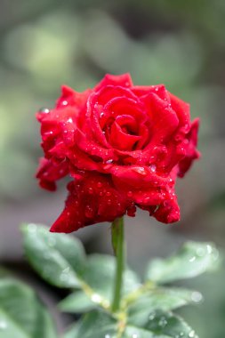 Bahçedeki kırmızı gülü kapat.