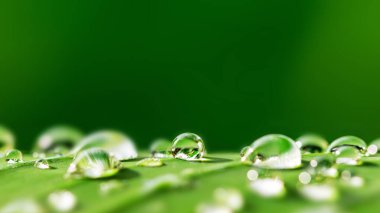 Su damlalı yeşil çimen