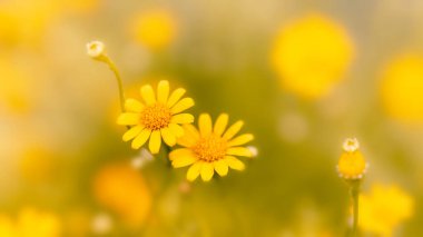 Bahçe içinde güzel sarı çiçekler