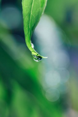 Bahçedeki yeşil bitki