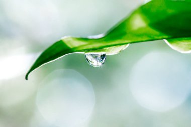 Taze yeşil yaprak ve su damlaları