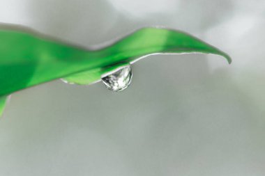 Yeşil yaprağın üzerine bir damla su