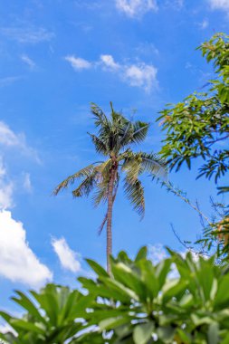 Sahilde palmiye ağacı