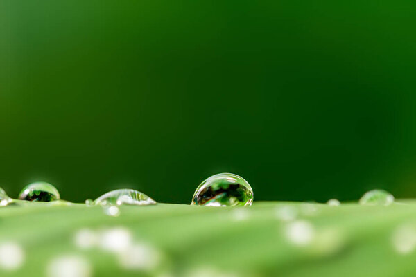 water drop on green leaf
