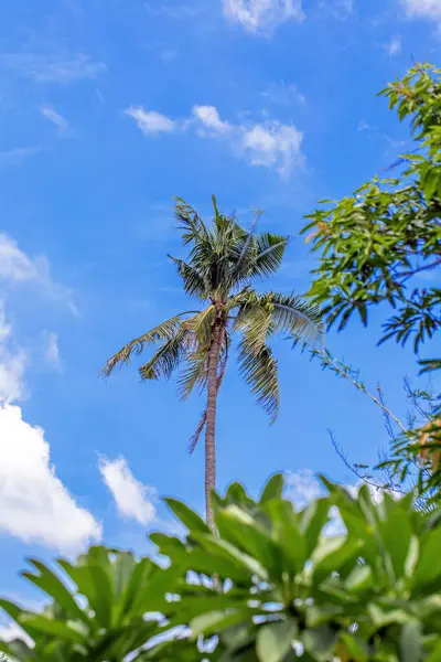 Sahilde palmiye ağacı