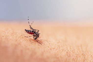 Beyaz bir yüzey üzerinde sivrisinek.